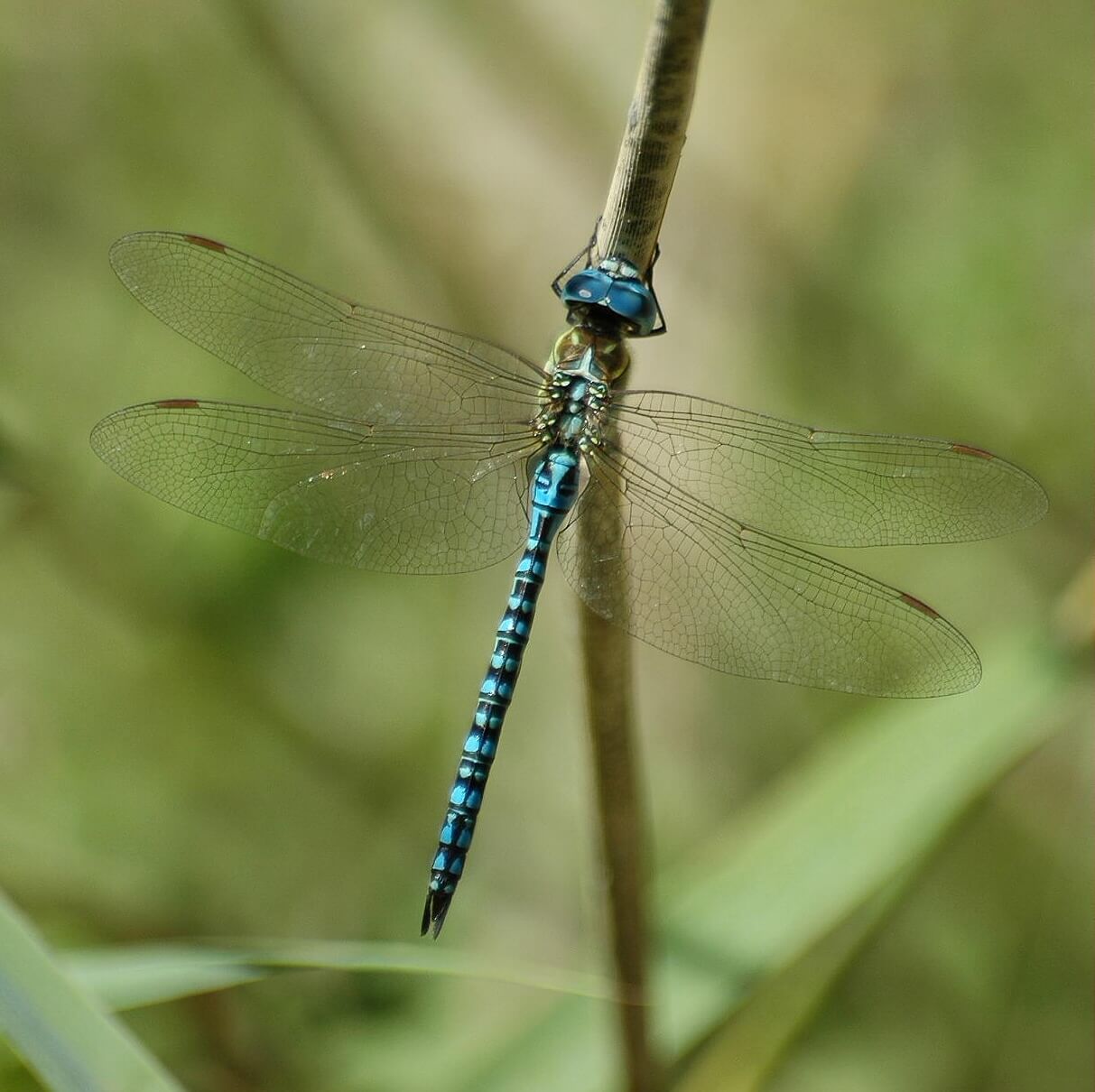 Male Aeshna affinis by Philippe Boissel